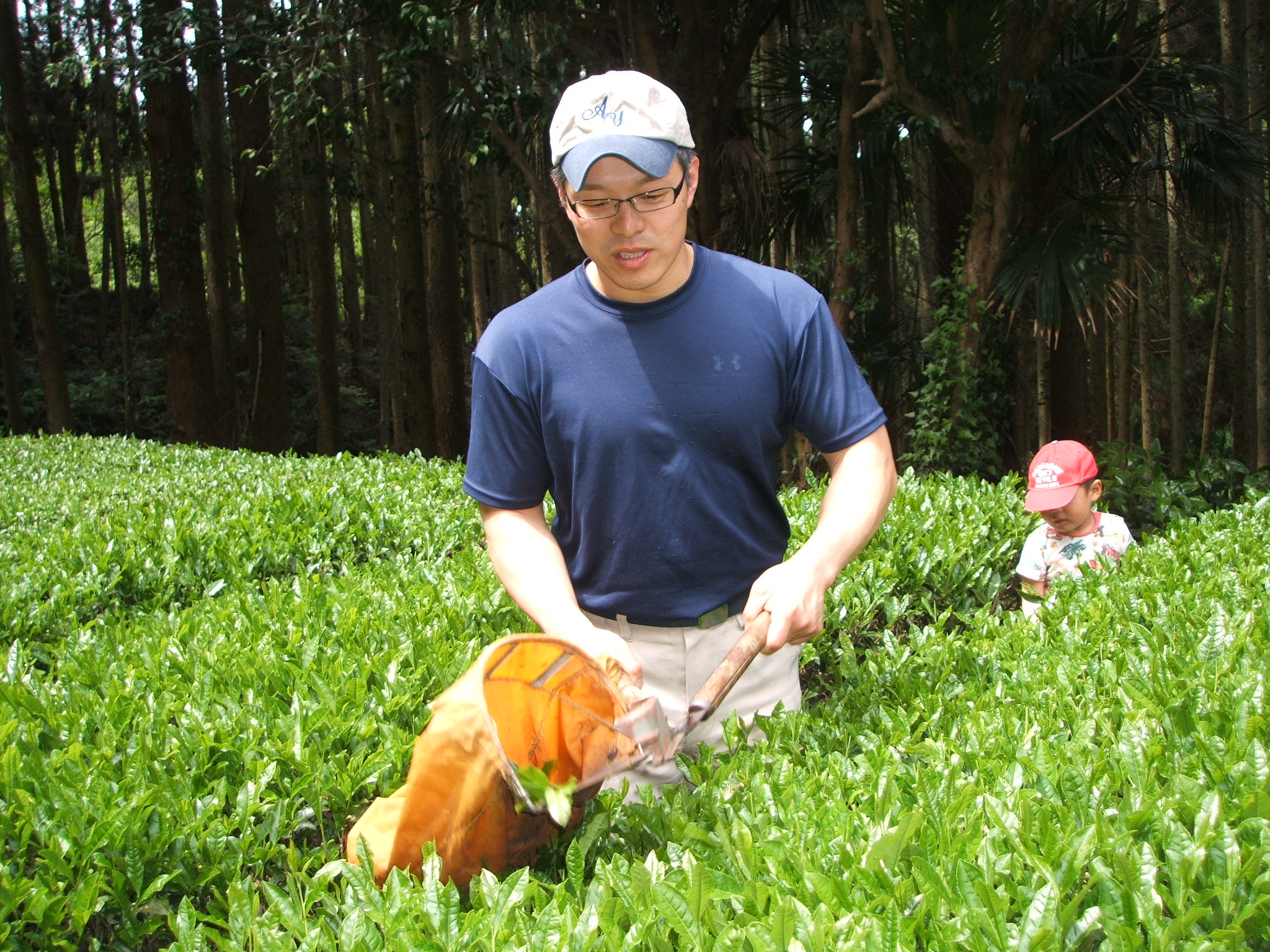 お茶摘みの手伝いに行ってきました : 鶏の丸焼きスタッフの日記