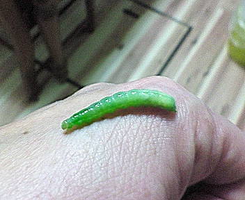 ブロッコリー虫 まるの10秒日記 ブロッコリー虫 まるの10秒日記