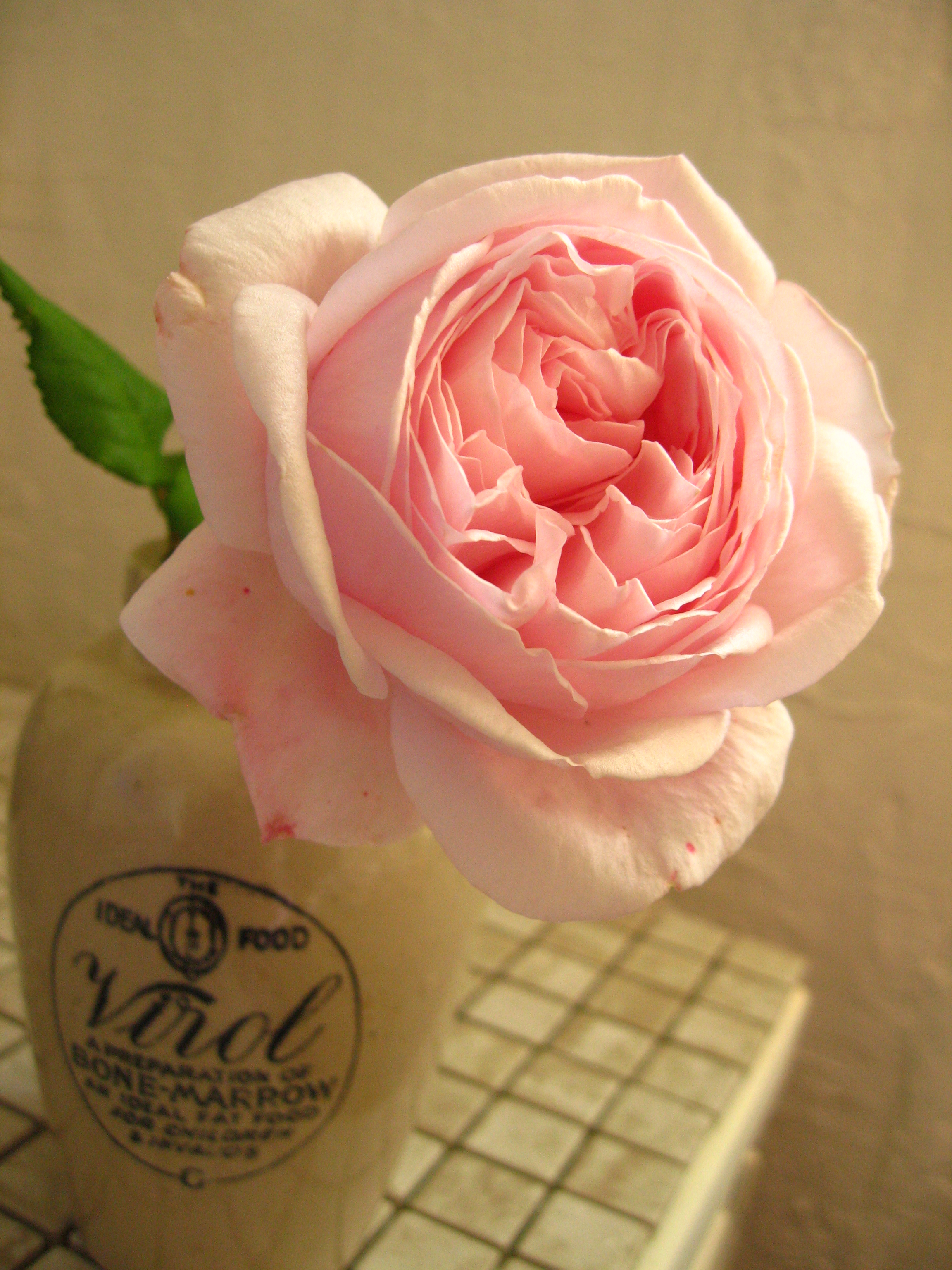 秋の薔薇一輪 神戸のﾏﾘｰ Atelier De Foret Chez Dentelle アトリエ ドｳ フォレ シェ ﾀﾞﾝﾃ ﾙ 私の小さな暮らしのハンドメイド