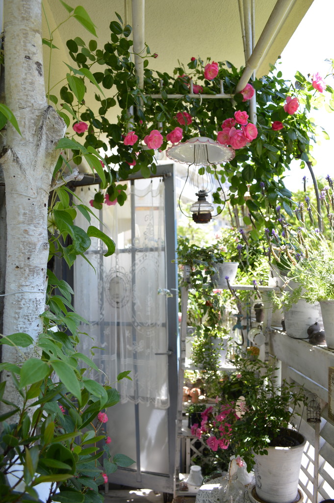 ベランダガーデンのバラ達と母の庭 神戸のマリー アトリエ ドｳ フォレ シェ ダンテル