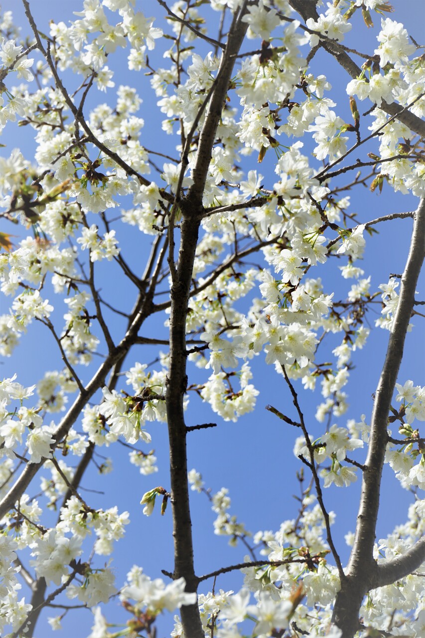 番外編 真っ白な桜さん 神戸のマリー アトリエ ドｳ フォレ シェ ダンテル