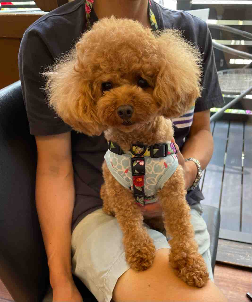 ご来犬 2家族様 わんこの おはなし