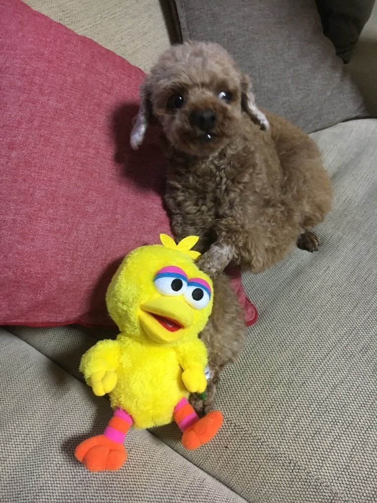 お誕生日プレゼント わんこの おはなし