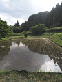 田植え04