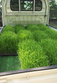 田植え0