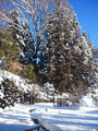 雪