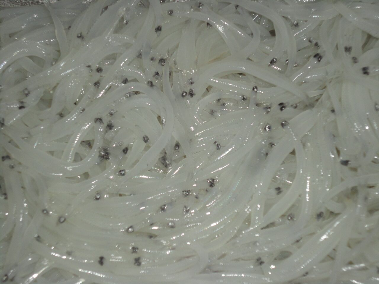 生白魚丼 うまくない 味がしない なんじゃこりゃ マサ料理 耽溺 マサ青木の美食とクルマ