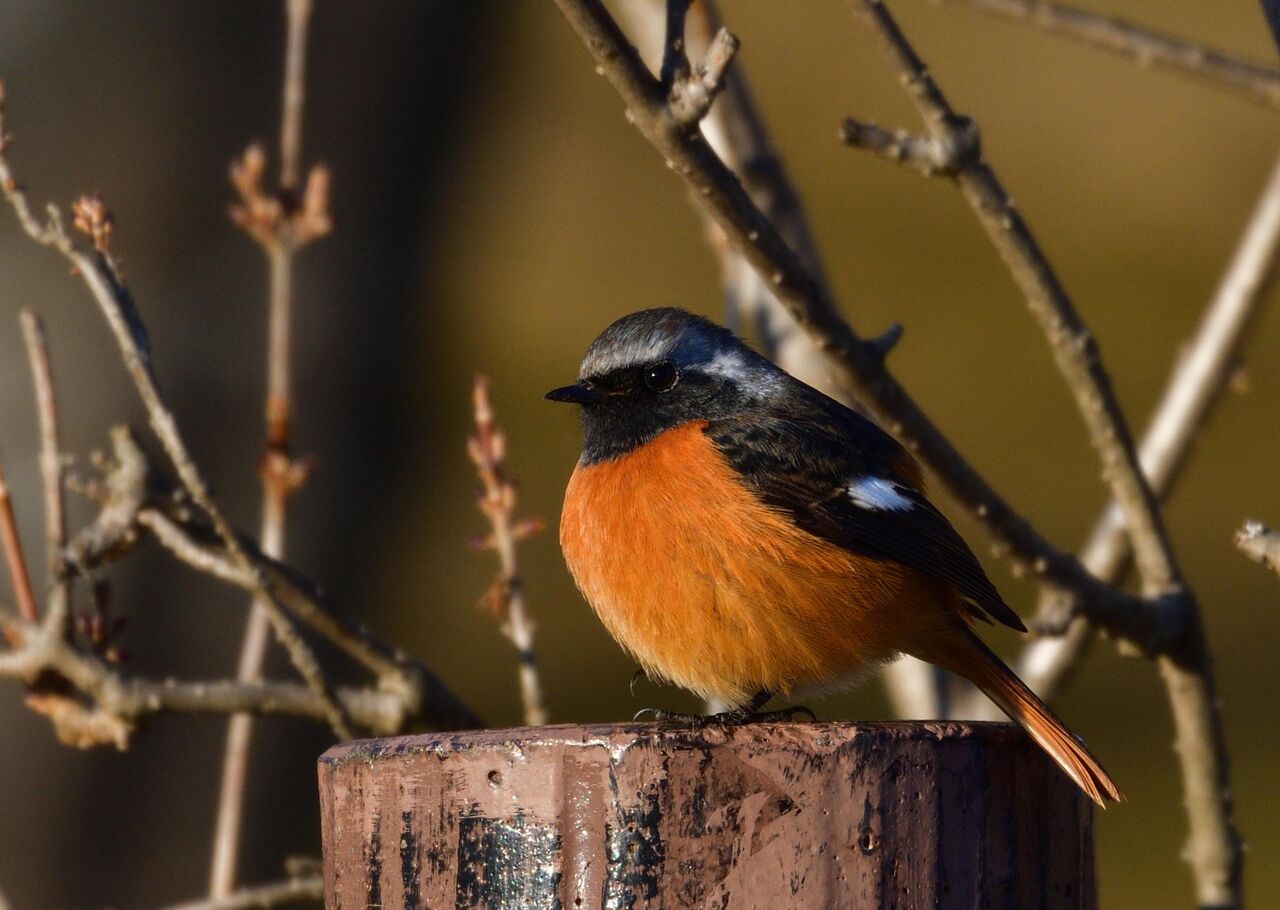 ワイルドスワンズ鳥見録 福島の野鳥など ジョウビタキ ワイルドスワンズ鳥見録 福島の野鳥など ジョウビタキ