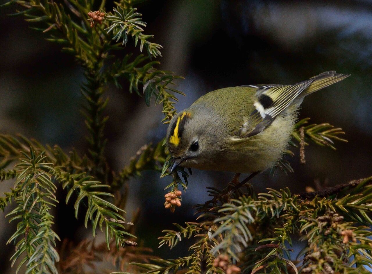 ワイルドスワンズ鳥見録 福島の野鳥など キクイタダキ