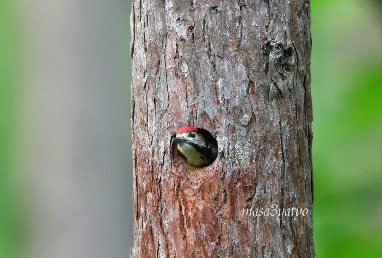 ワイルドスワンズ鳥見録 福島の野鳥など 17年06月