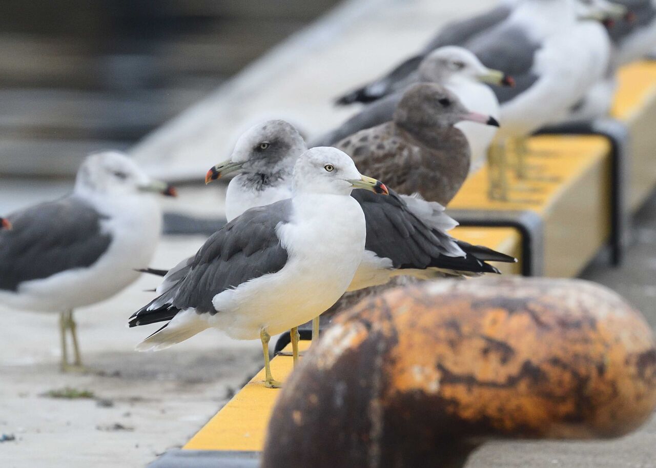 ワイルドスワンズ鳥見録 福島の野鳥など カモメ科 ワイルドスワンズ鳥見録 福島の野鳥など カモメ科