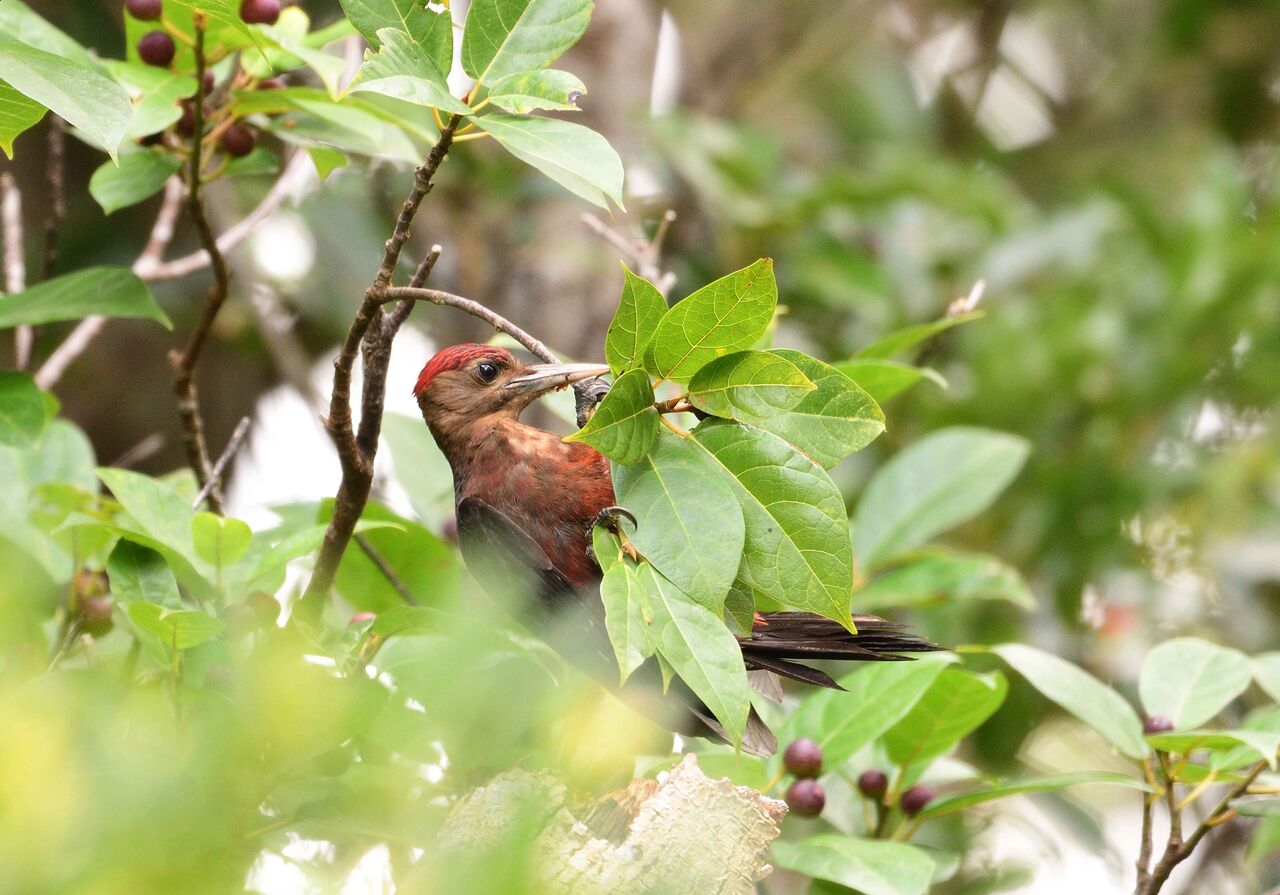 ワイルドスワンズ鳥見録 福島の野鳥など 沖縄旅行1 ノグチゲラ ワイルドスワンズ鳥見録 福島の野鳥など 沖縄旅行1 ノグチゲラ