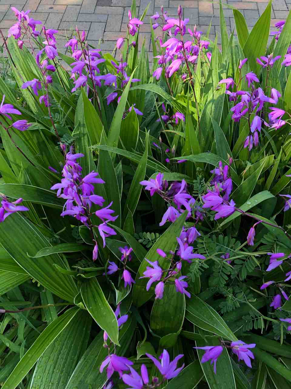 綺麗な花 名前わかりません 25 東大阪市金岡商店街