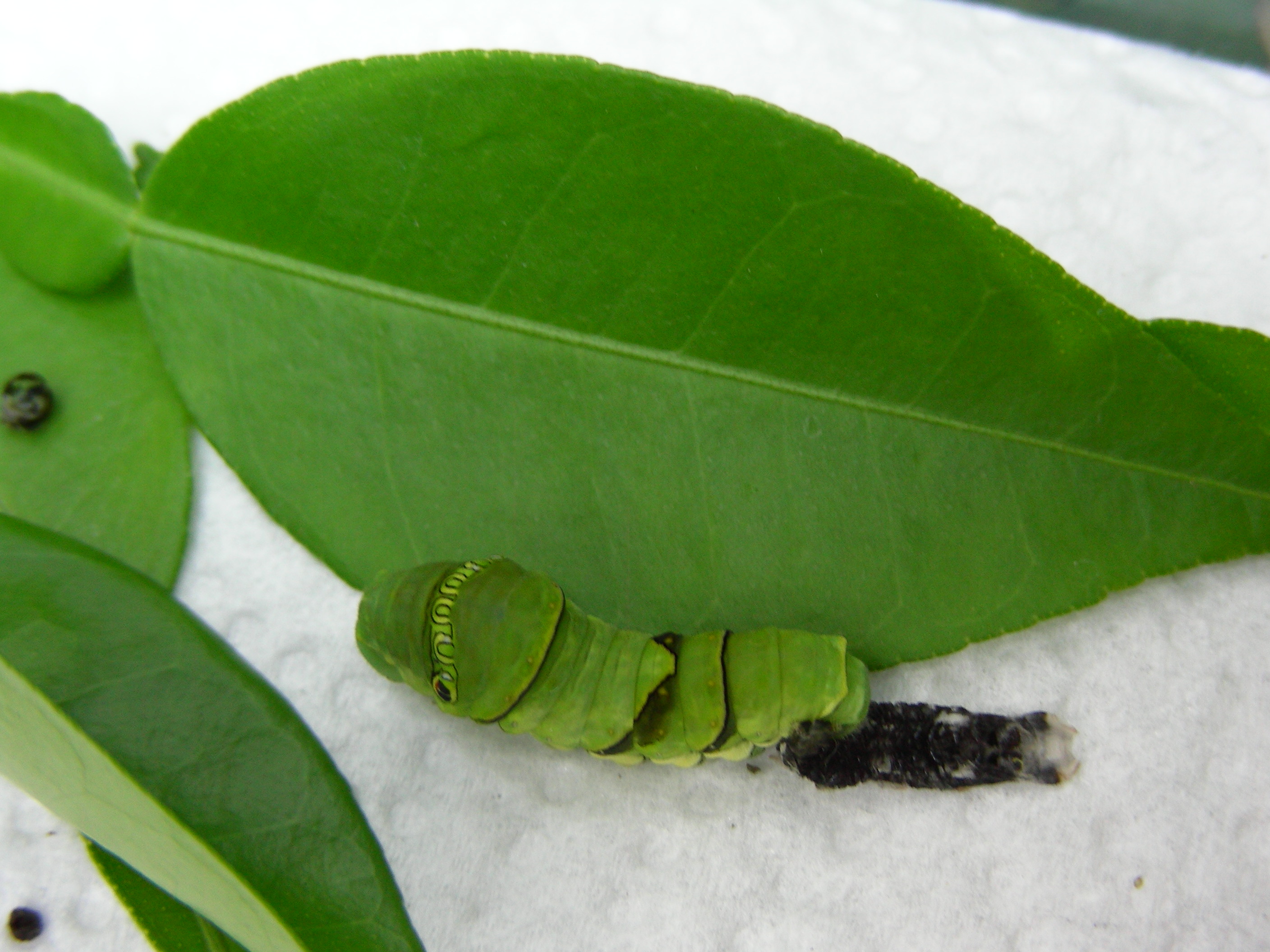 ナミアゲハの５齢幼虫 正晴じいのデジカメ工房