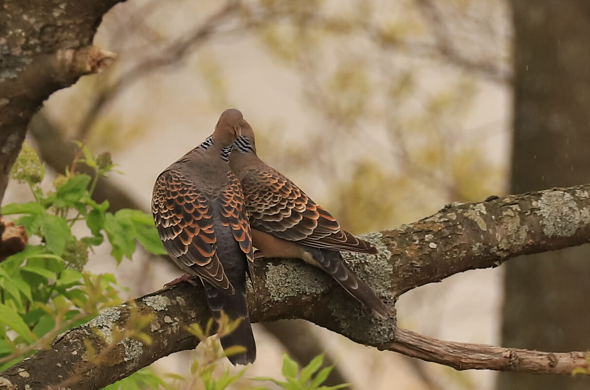 山鳩 キジバト – ドバト キジバト 鳴き声 _ 鳩の種類も様々。 僕は ネイチャー . キジバトとドバトは同じハト科の野鳥で、どちらも生息域 ...