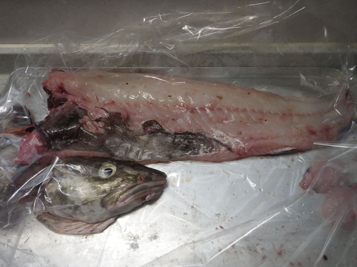 タラ アニサキス 見つけ たら タラ切身にミミズのような虫が入っていました 魚介類 商品q A コープこうべ 商品検査センター タラ アニサキス 見つけ たら タラ切身にミミズのような虫が入っていました 魚介類 商品q A コープこうべ 商品検査センター
