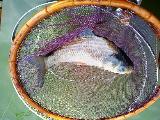 梅沢魚門杯西大谷ダムへら鮒釣り大会 増沢池のへら鮒 梅沢魚門杯西大谷ダムへら鮒釣り大会 増沢池のへら鮒