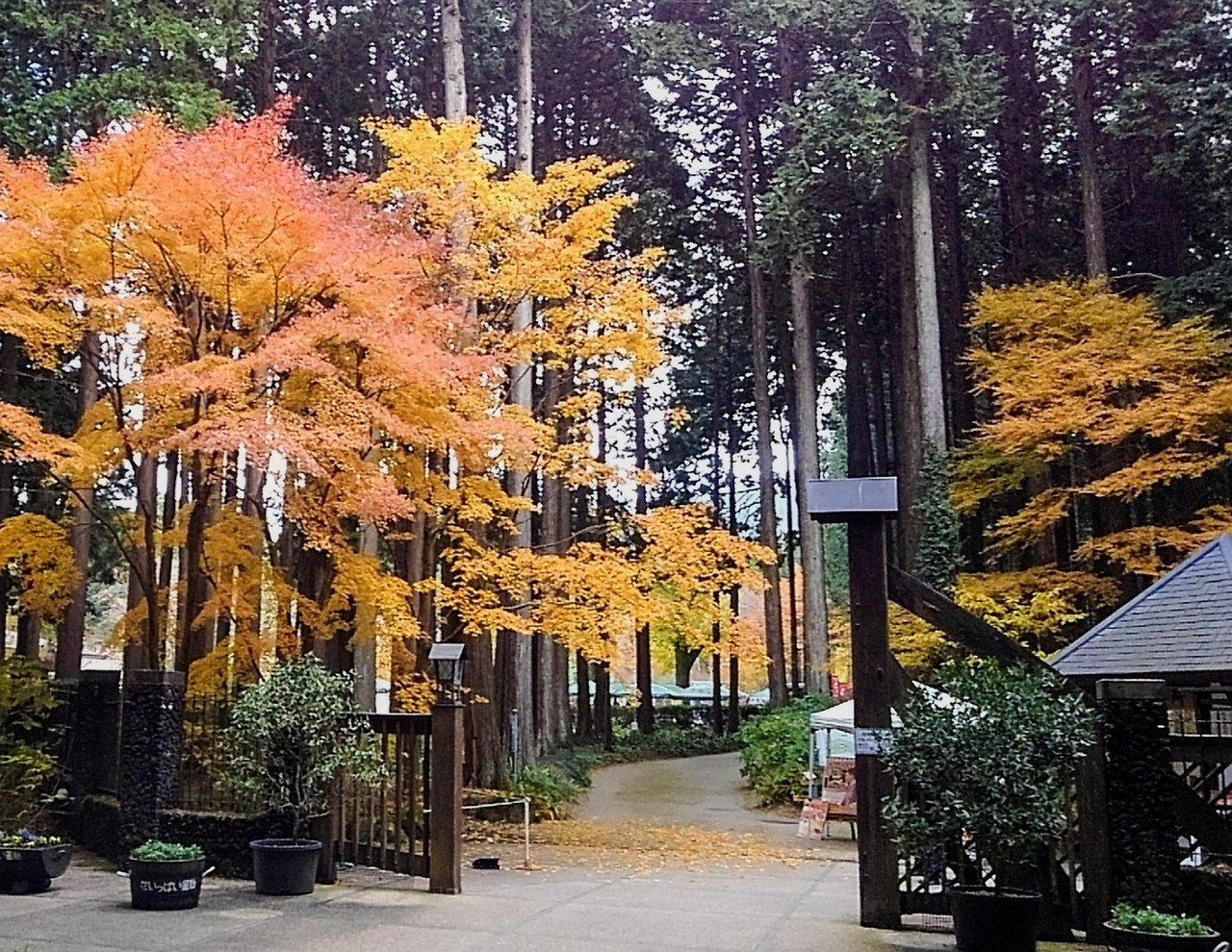 今日は御殿場紅葉 イルミネーション見物 増沢池のへら鮒 今日は御殿場紅葉 イルミネーション見物 増沢池のへら鮒