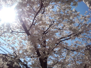 桜