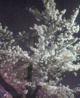 20050408_2307_0000.jpg