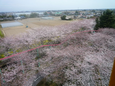 さくら
