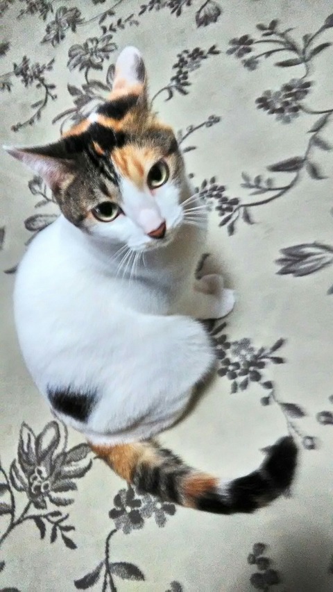 P_20191127_152729_HDR