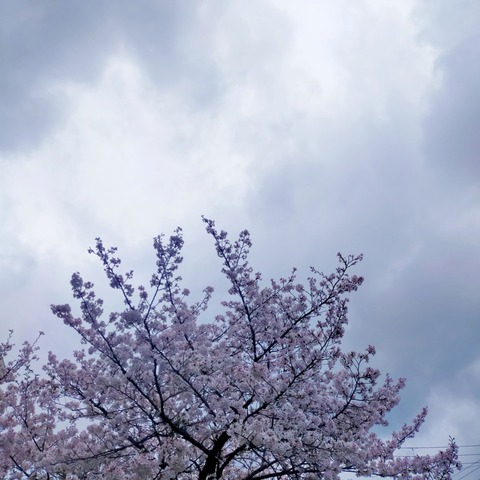 IMG_20260407_093628