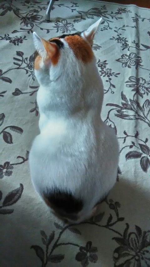 P_20200121_133804_HDR