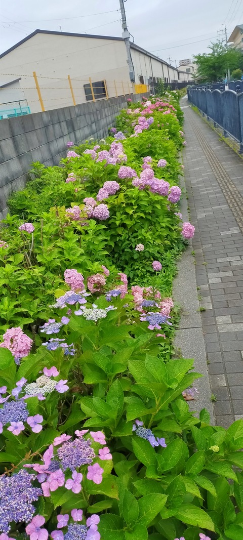 IMG20250614095443