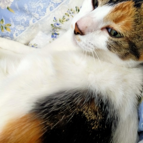IMG20260512153516