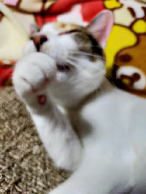 IMG20211128002340