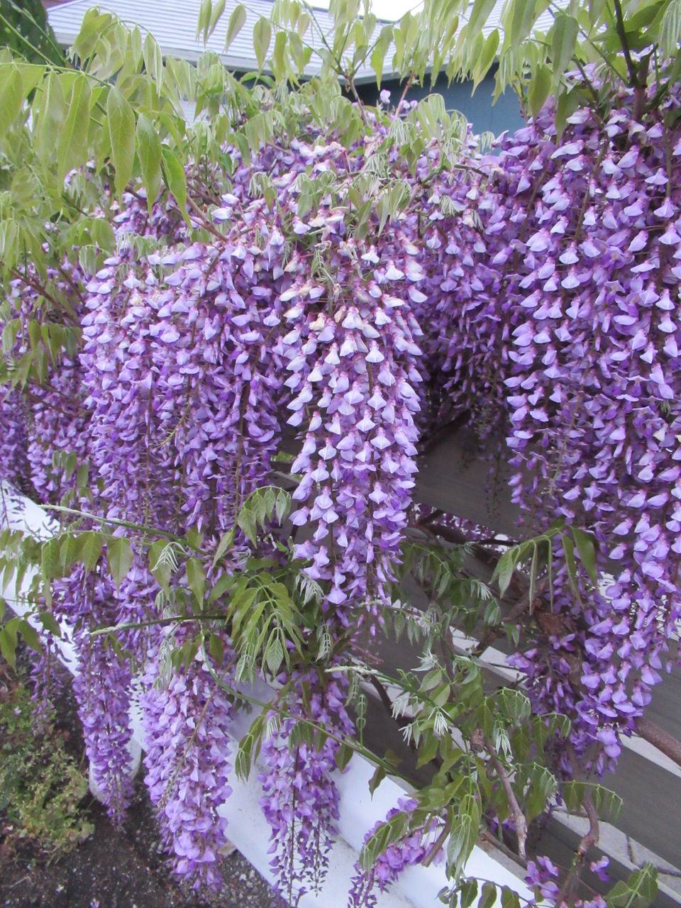 藤花 晴彦とそのグループ