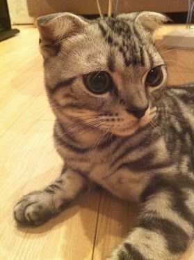 横山の飼い猫もうちょっとイケてる名前を付けようぜ【AKB48&NMB48/横山由依】