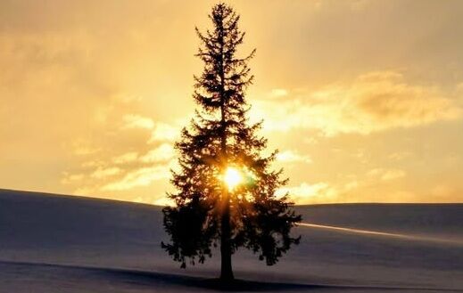 �̳�ƻ����Į�Υ��ꥹ�ޥ��ĥ꡼����