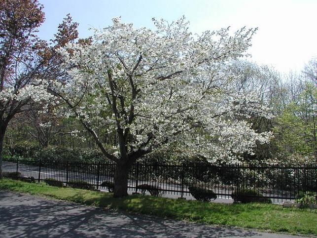 八重桜