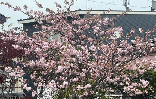 5/6の八重桜