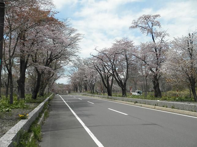桜のトンネル