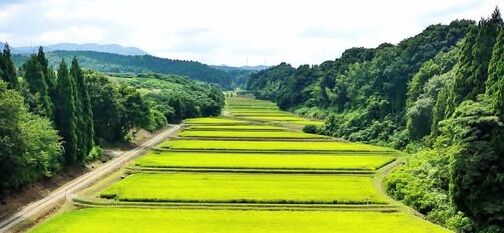 ¸Î¶¿¤ÎÉ÷·Ê