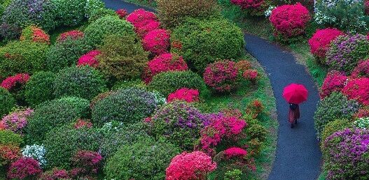 花の道