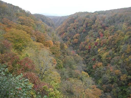 �������綶���鸫������