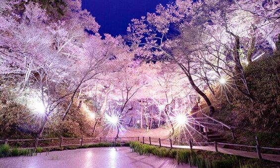 桜