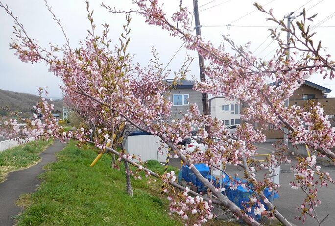 5/3登別の桜