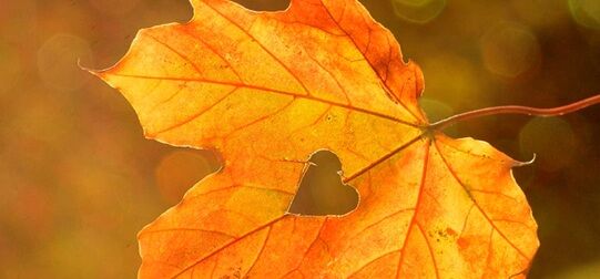 ���ͺ��к�