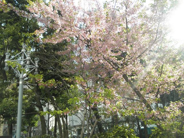 品川の桜