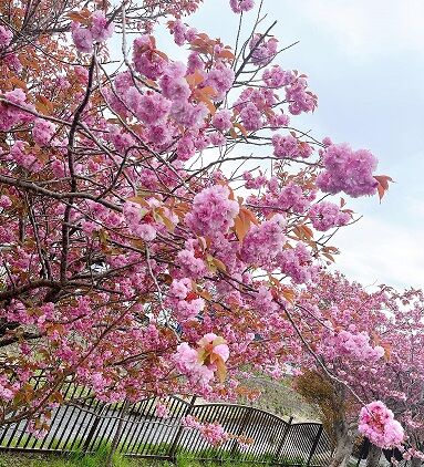 5月14日の登別の八重桜