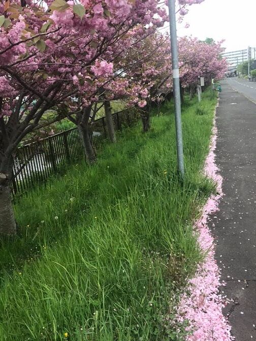 5/21室蘭市高砂町の八重桜並木