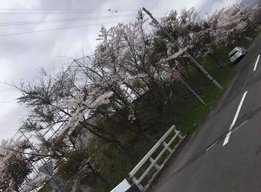 室蘭東翔高校前の5/5の桜