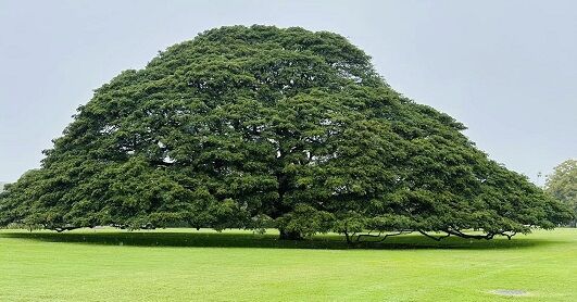 気になる木