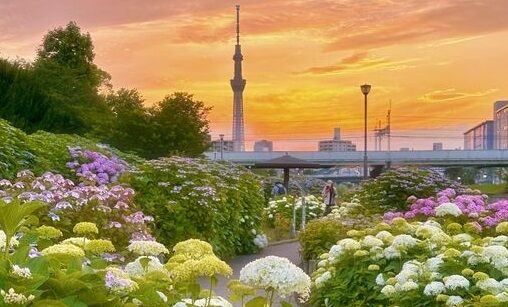 黄昏に咲く花