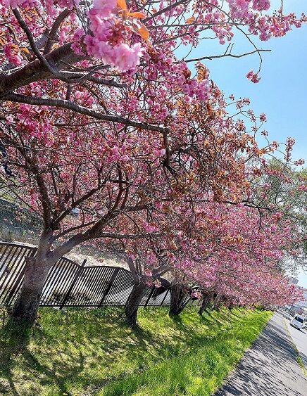 5/11登別の桜